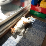 sun!